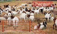 Wypas k�z z pastuchem elektrycznym